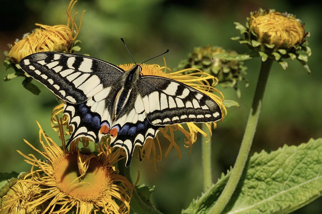 Ein Schmetterling sitzt auf einer Blume.