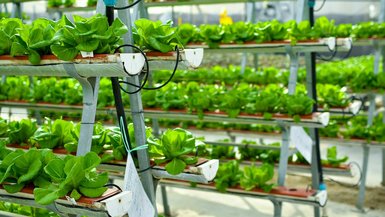 Raumumnutzung zum Gemüseanbau: Salatpflanzen wachsen in langen schmalen Kästen, die übereinander angeordnet sind.