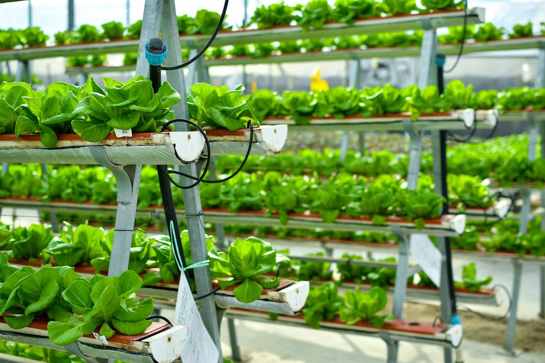 Raumumnutzung zum Gemüseanbau: Salatpflanzen wachsen in langen schmalen Kästen, die übereinander angeordnet sind.
