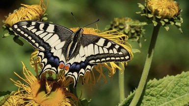 Studierende entwickeln App zur Erfassung von Insekten